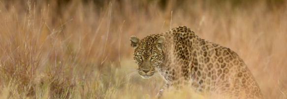 Machaba Safaris Experience Safari Game Drive 02