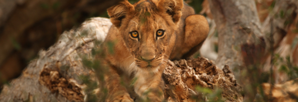 Machaba Safaris Web Wildlife Predators Lion Cub
