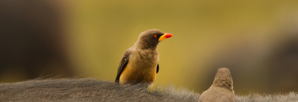 Machaba Safaris Web Wildlife Bird Safari Ox Peckers