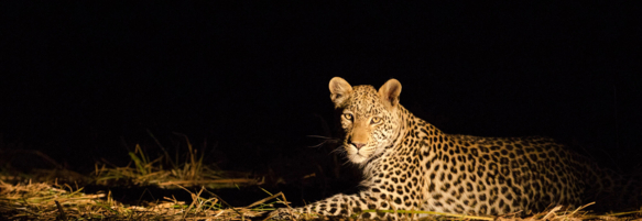 Machaba Safaris Experience Night Safari 13