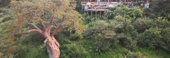 Machaba Botswana Ngoma Camp Gallery 21