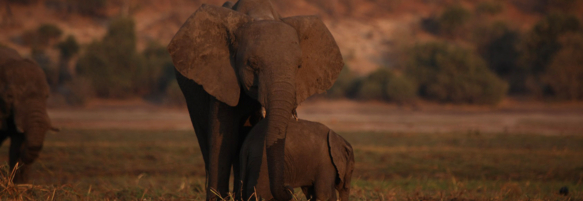 Machaba Destination Botswana Chobe National Park Gallery 09