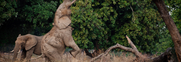 Machaba Destination Zimbabwe Mana Pools Park Gallery 03