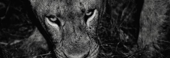 Machaba Safaris Experience Night Safari 05