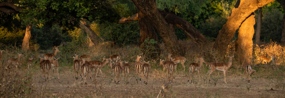 Machaba Destination Zimbabwe Mana Pools Park Gallery 10