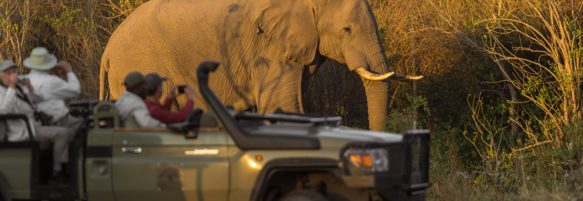 Machaba Safaris Experience Safari Highlights 16