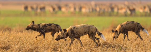 Machaba Safaris Experience Safari Game Drive 24