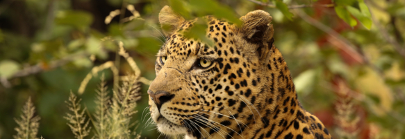Machaba Safaris Web Experience Gamedrives Leopard In Bush