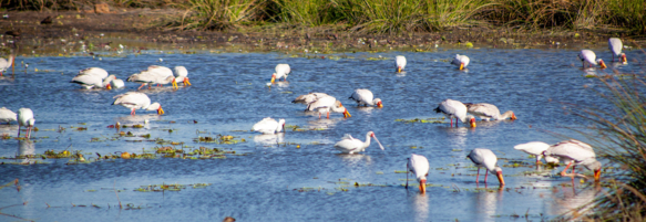 Machaba Safaris Experience Walking Safari 23
