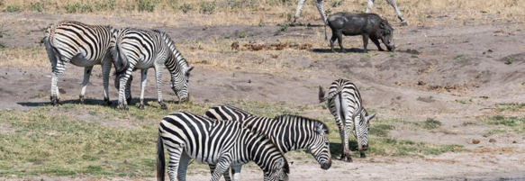 Machaba Destination Zimbabwe Hwange National Park Gallery 02