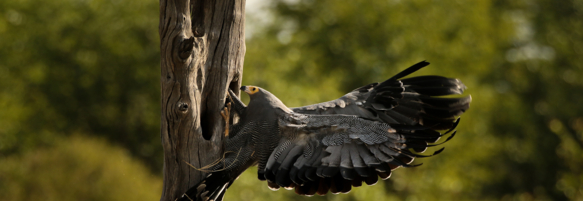 Machaba Safaris Web Experience Birding Safari Gymnogene