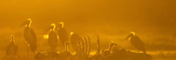 Machaba Safaris Experience Night Safari 17