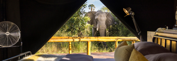 Machaba Safaris Web Botswana Gomoti Camp Gallery Room Wildlife From Tent