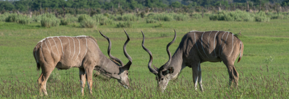 Machaba Safaris Web Wildlife Other Kudu Males