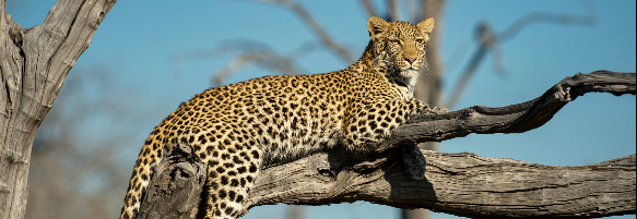 Machaba Safaris Wildlife Predator Leopard Lying Tree
