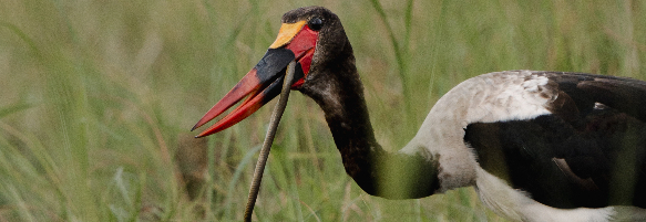 Machaba Safaris Web Wildlife Bird Safari Saddle Bill