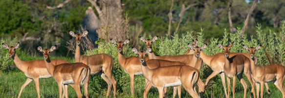 Machaba Safaris Web Wildlife Other Impala