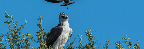 Machaba Safaris Web Experience Birding Safari Black Smith Lapwing Bombing