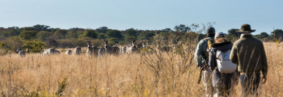 Machaba Gallery Experience Walking Safari
