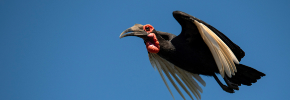 Machaba Safaris Experience Safari Birding 10