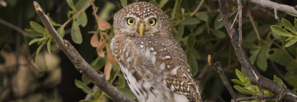 Machaba Safaris Web Experience Birding Safari Pearlspotted Owl