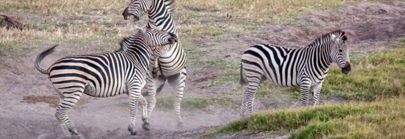 Machaba Verneys Experience Safari Mvr 003