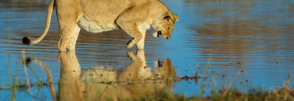 Machaba Destination Botswana Okavango Delta Gallery 08