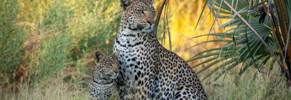 Machaba Gomoti Experience Safari Mvr 083