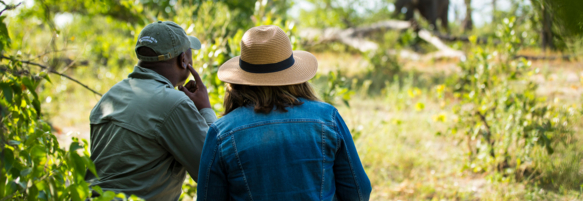 Machaba Safaris Web Experience Walking Safari Watching Elephant