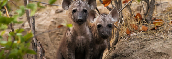 Machaba Safaris Web Wildlife Predators Heyna Pups
