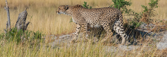 Machaba Safaris Web Wildlife Predators Cheetah In Savannah Grass