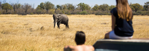 Machaba Botswana Okavango Delta Little Machaba Gallery Experiences Pool Elephant