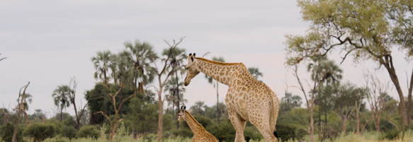 Machaba Safaris Web Wildlife Other Giraffe Fowl