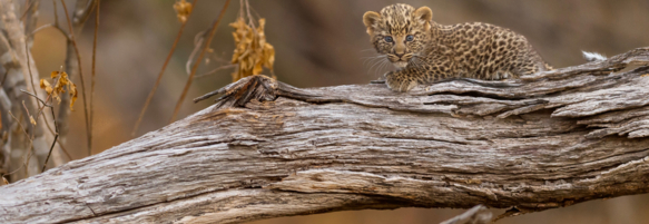 Machaba Safaris Wildlife Predator Baby Leopard