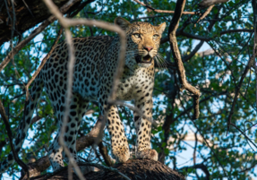 Machaba Safaris Web Wildlife Predators Leopard Up In Tree