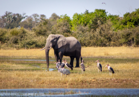 Machaba Gomoti Experience Guided Walk Mvr 011