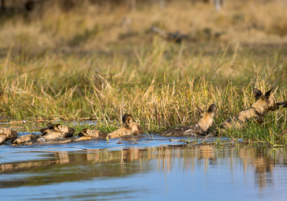 Machaba Destination Botswana Okavango Delta Gallery 14