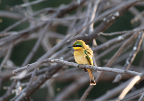 Machaba Safaris Experience Safari Birding 15