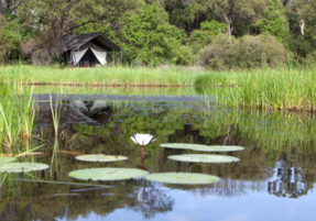 Machaba Botswana Machaba Camp Gallery 04