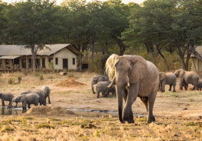 Machaba Gallery Camps Verneys Wildlife At Camp