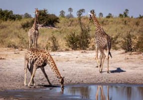 Machaba Safaris Experience Safari Game Drive 07