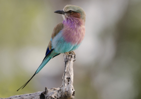Machaba Safaris Web Wildlife Bird Safari Perched European Roller