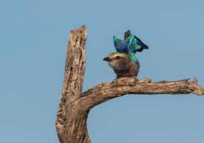 Machaba Safaris Web Wildlife Bird Safari European Roller