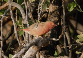 Machaba Safaris Web Wildlife Bird Safari Fire Finch