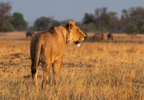 Machaba Safaris Web Wildlife Predators Lioness On The Prowl