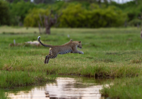 Machaba Safaris Wildlife Predator Leopard Jumping Water
