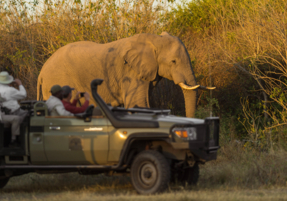 Machaba Safaris Experience Safari Game Drive 17