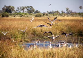 Machaba Safaris Experience Safari Mokoro Boat 18