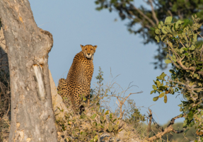 Machaba Safaris Web Wildlife Predators Cheetah Overlooking Plains