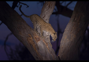 Machaba Safaris Experience Night Safari 11
